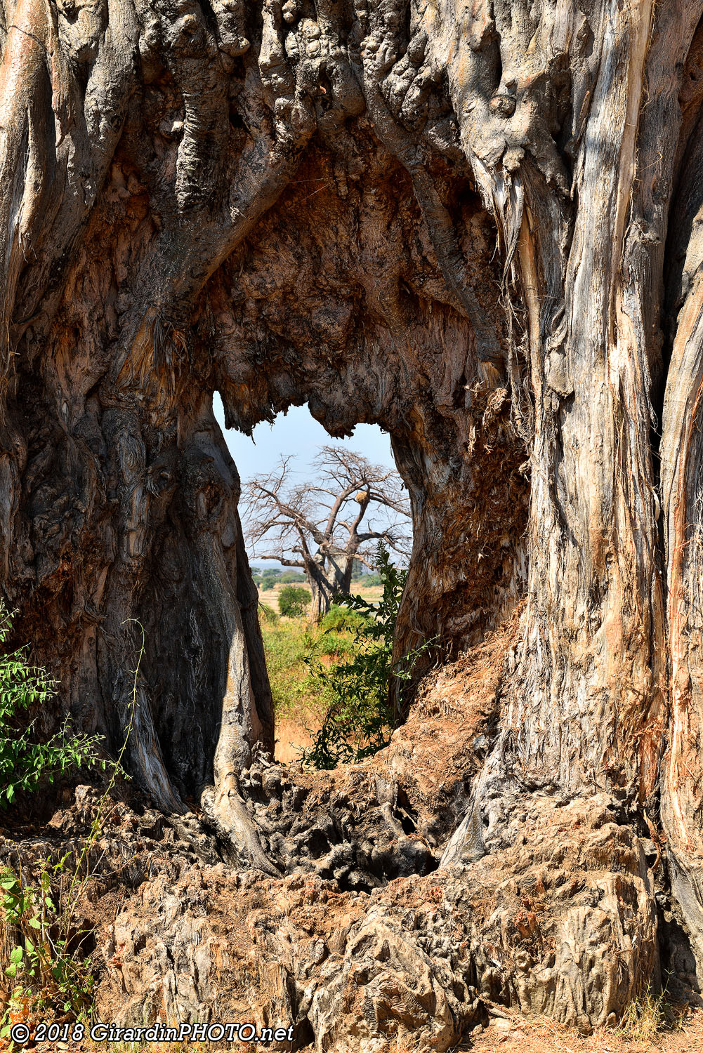 Baobab à travers un baobab