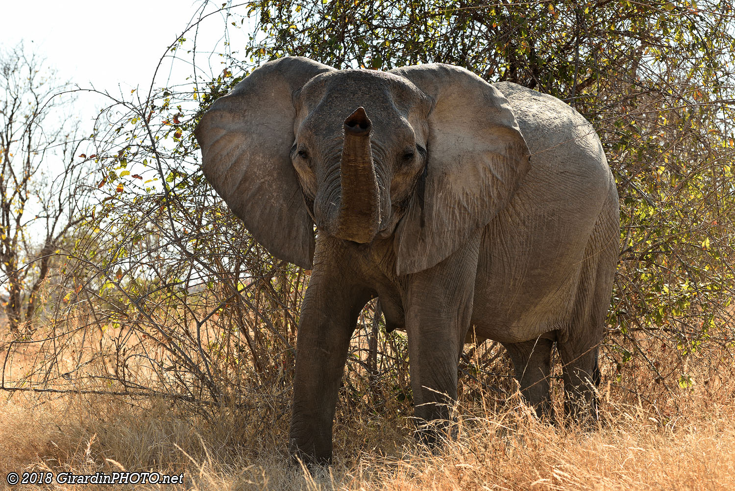 Eléphant à Kimilamatonge Hills