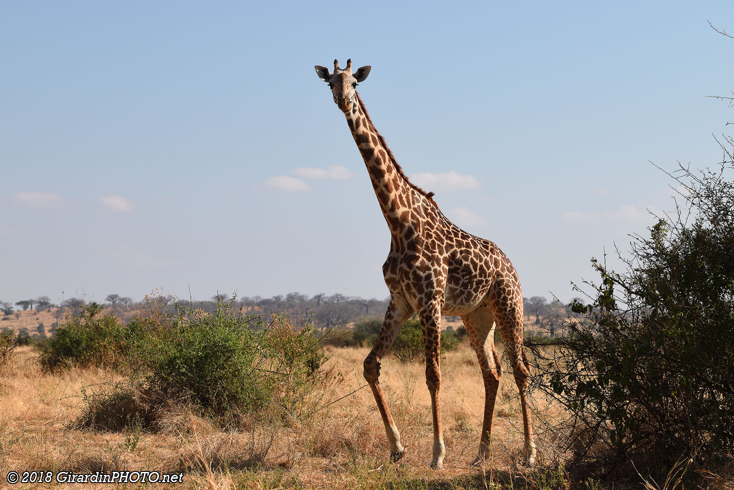 Girafe