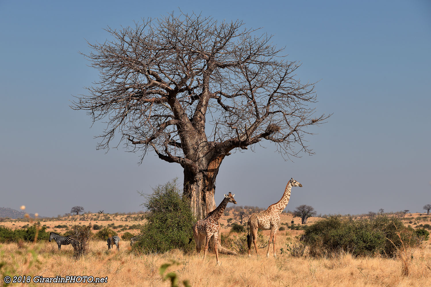 Paysage du Ruaha National Park