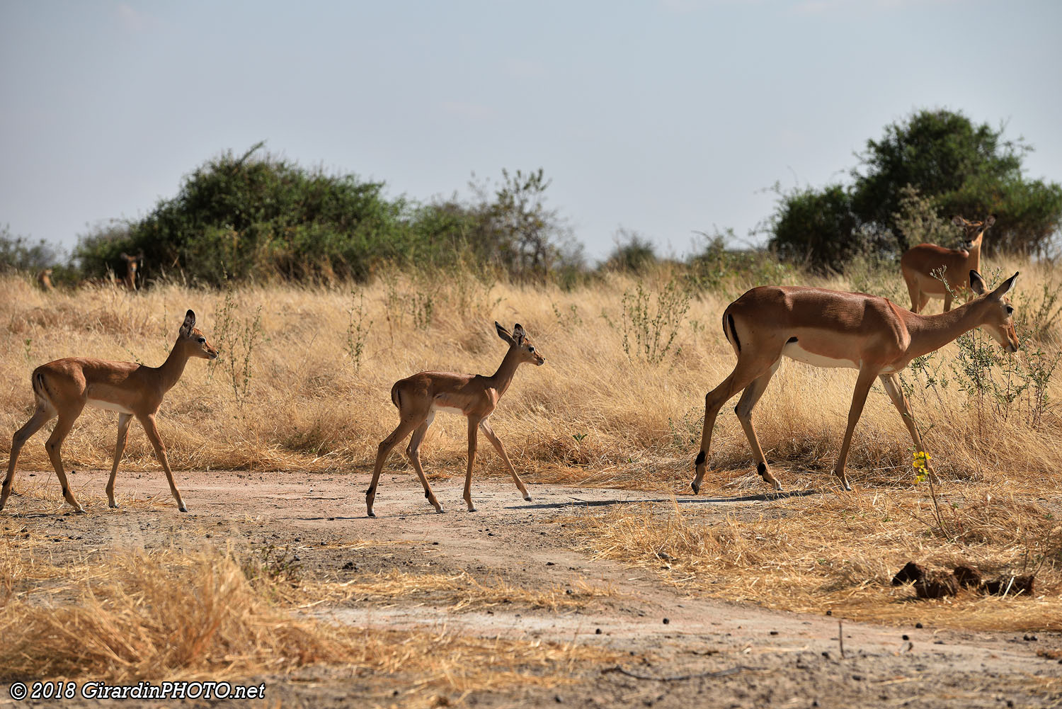 Maman et bébés impalas