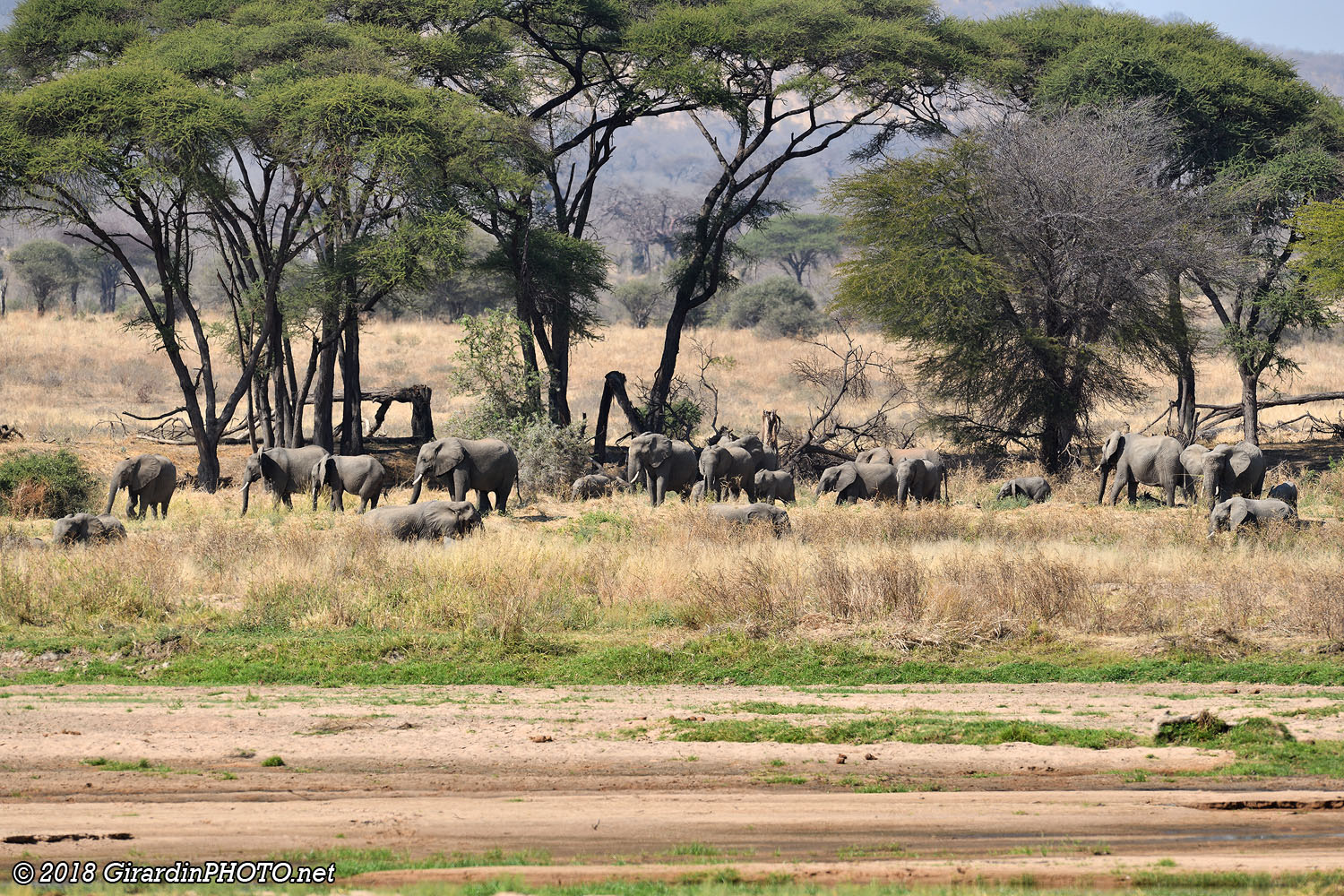 Troupeau d'éléphants