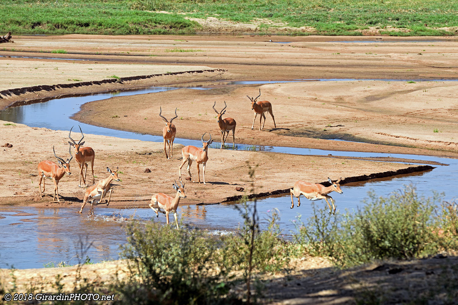 Traversée d'impalas vers la place de pique-nique