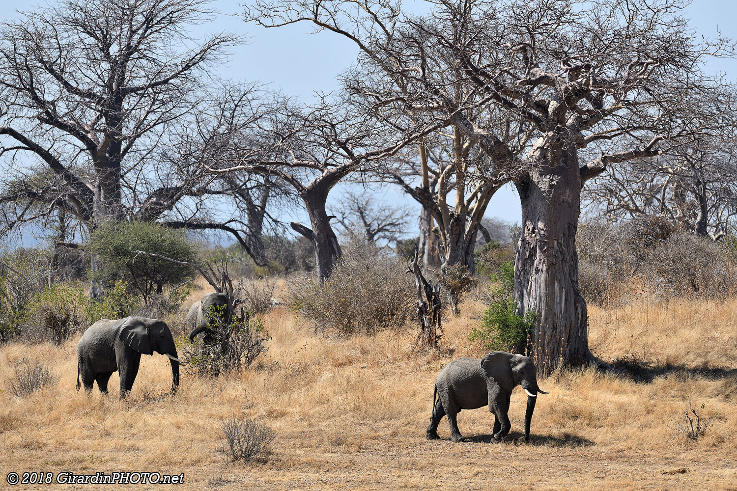 Passage devant les baobabs