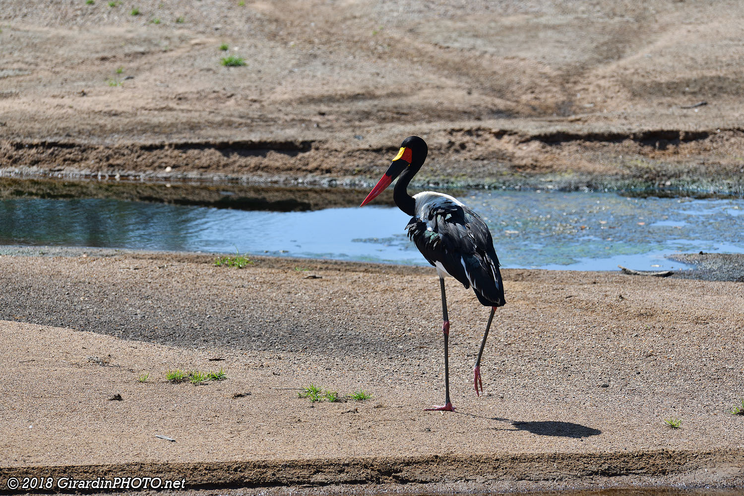 Jabiru du Sénégal