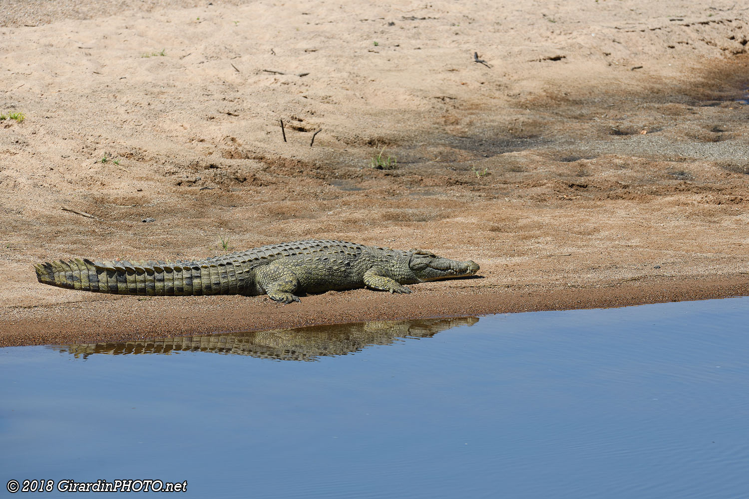 Un crocodile de belle taille