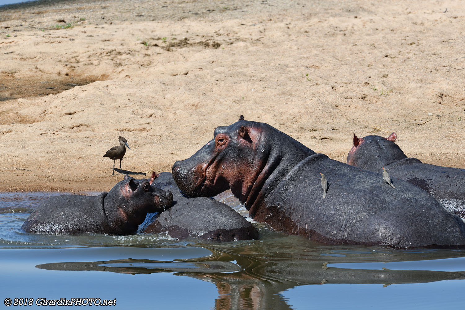 Famille d'hippopotames