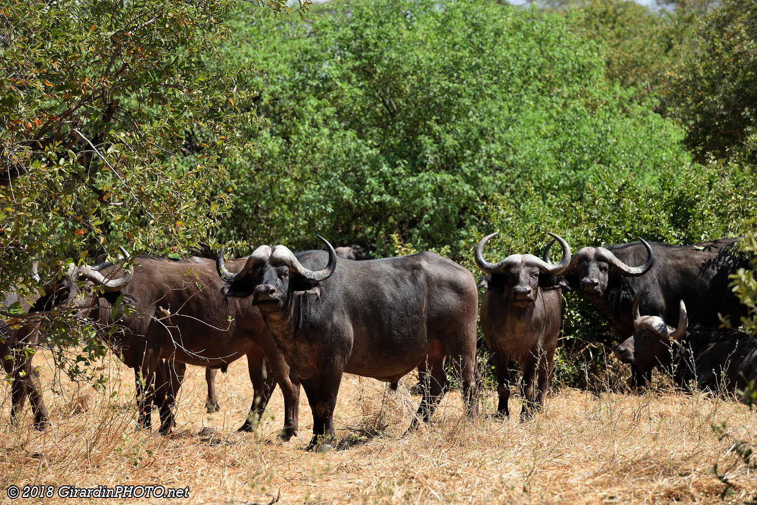 Troupeau de buffles