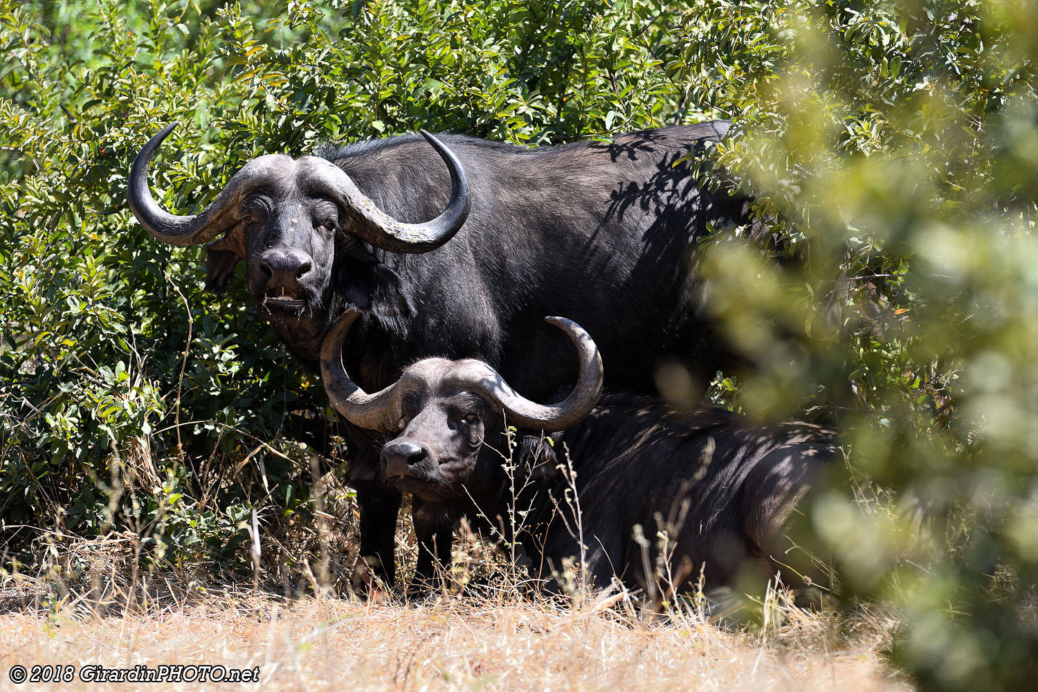 Buffles