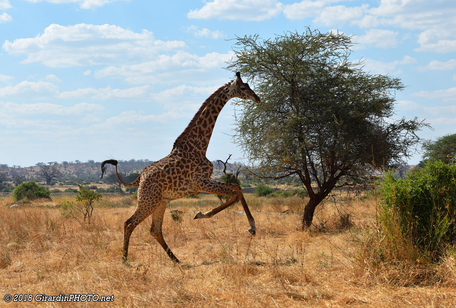 Girafe en pleine course