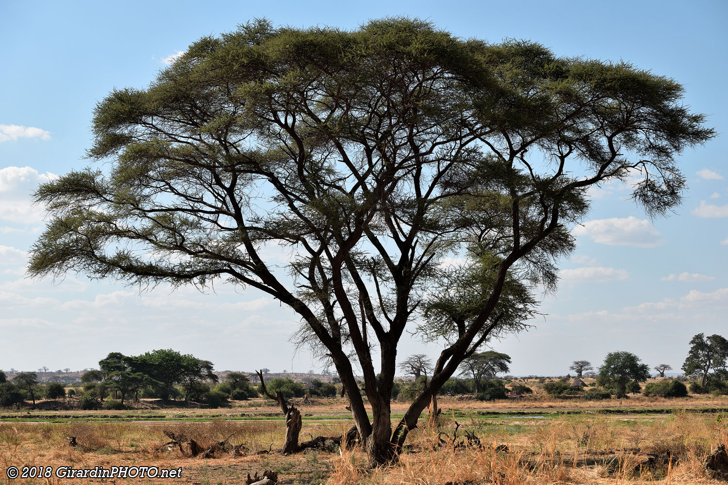 Nous trouvons l'arbre, mais pas les lions !