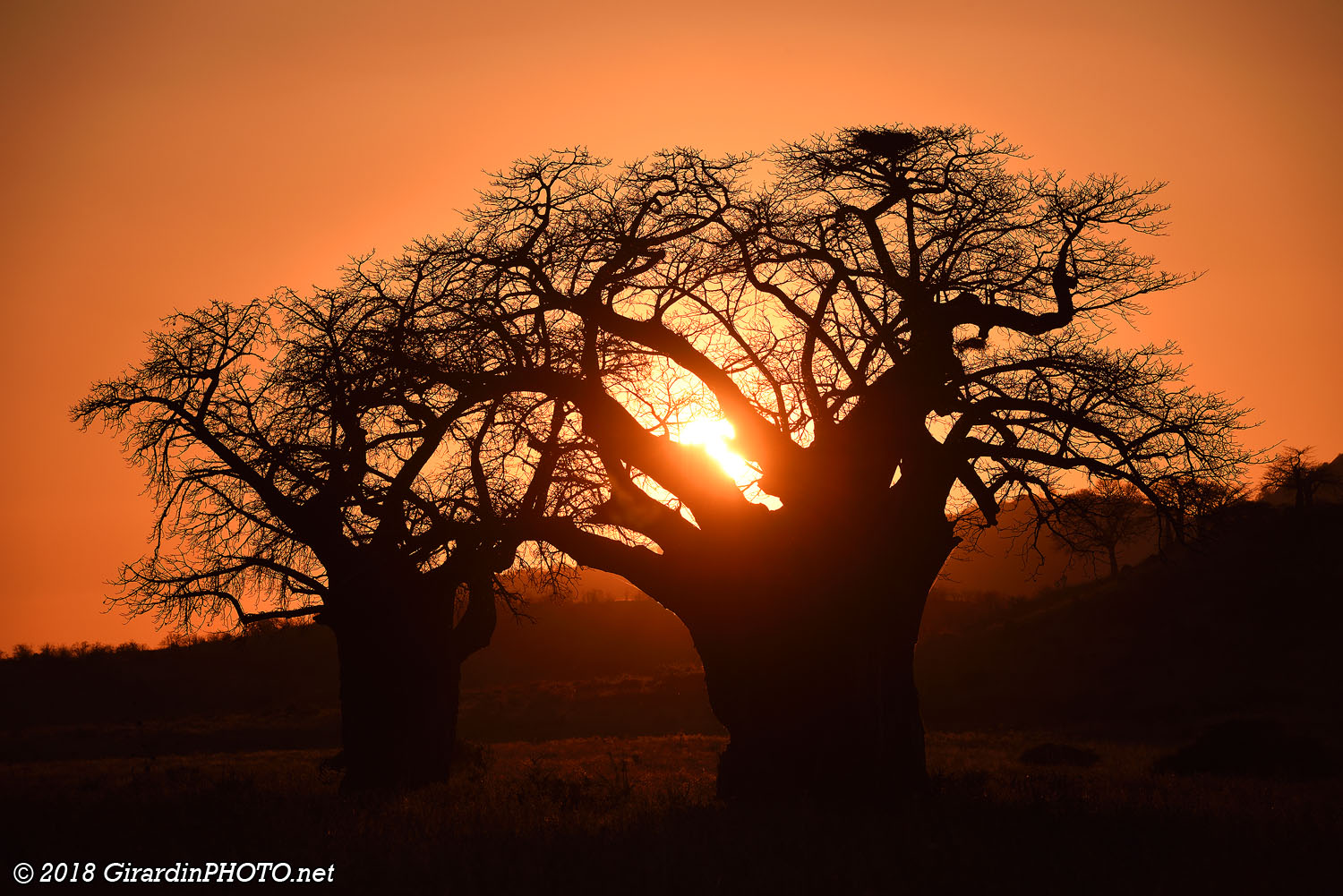 Coucher de soleil derrière les baobabs