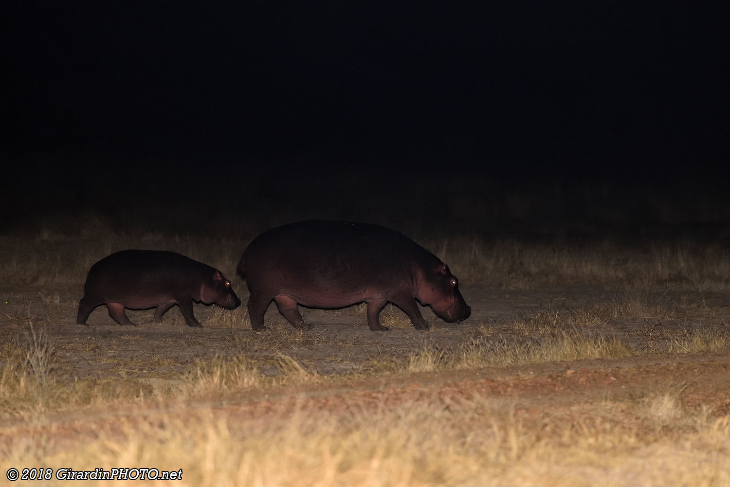 Hippopotames dans les parages