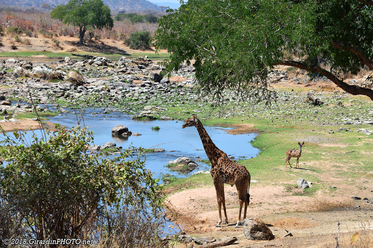 Great Ruaha