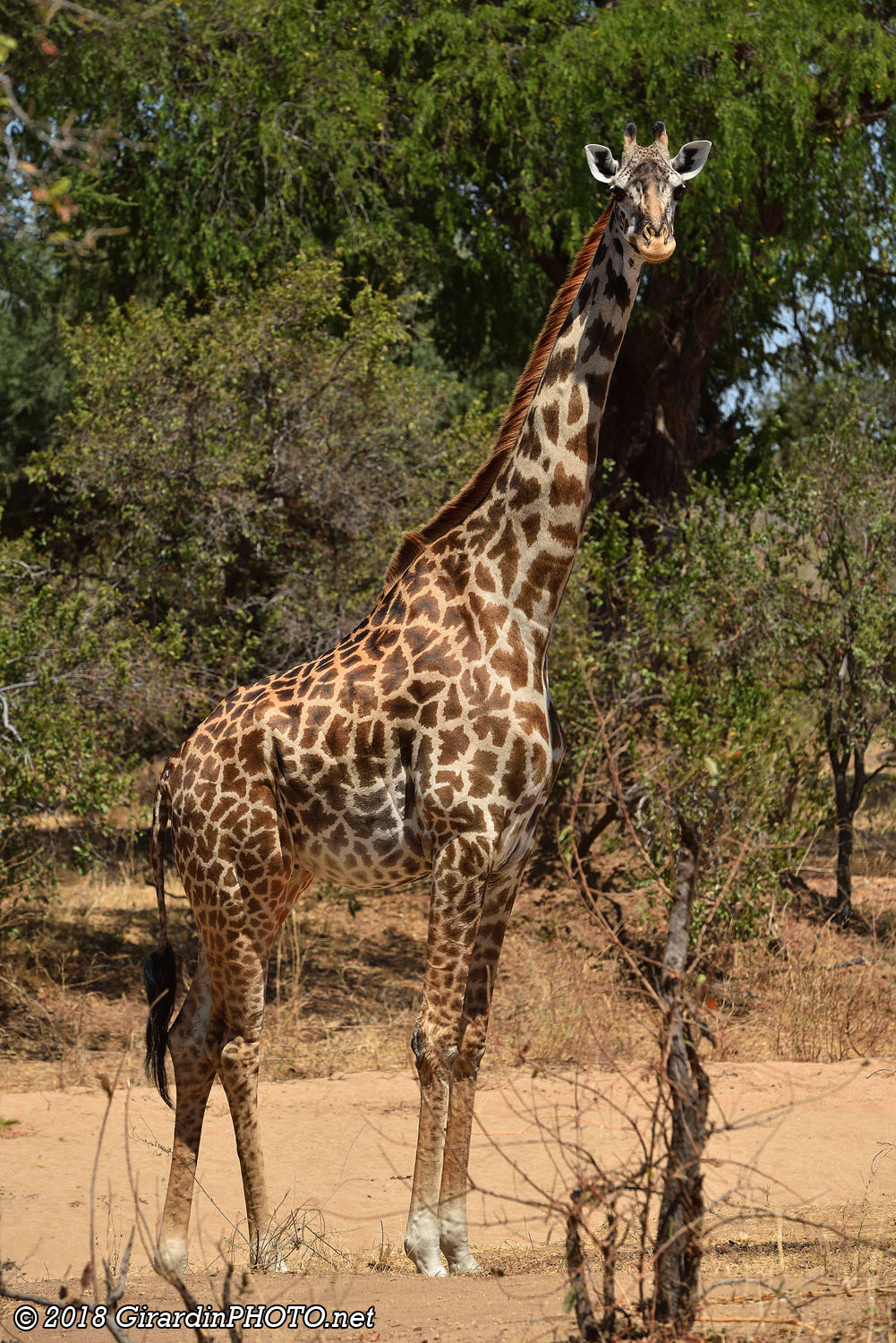 Girafes