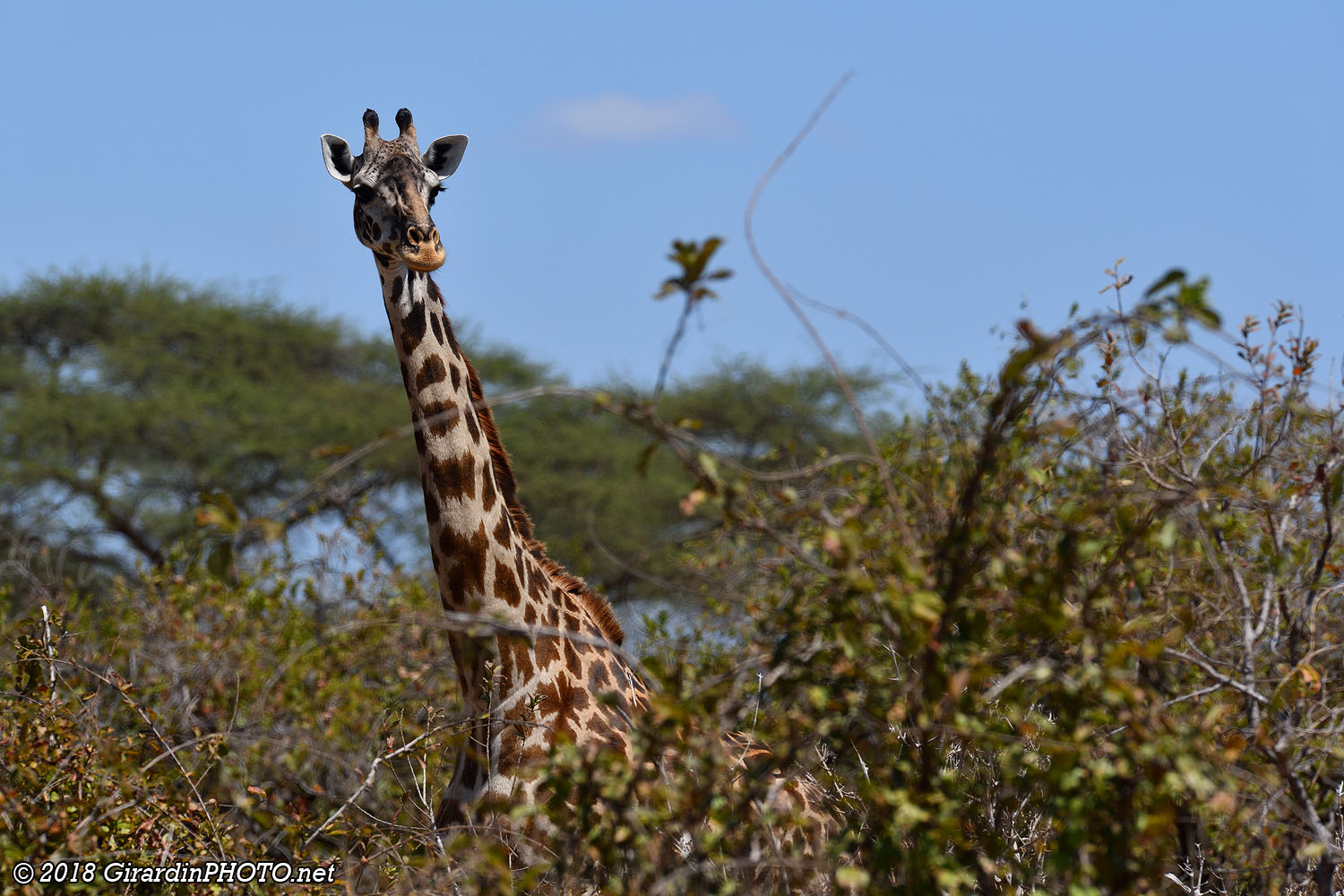 Girafe