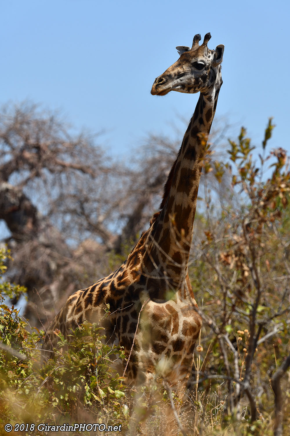 Girafes