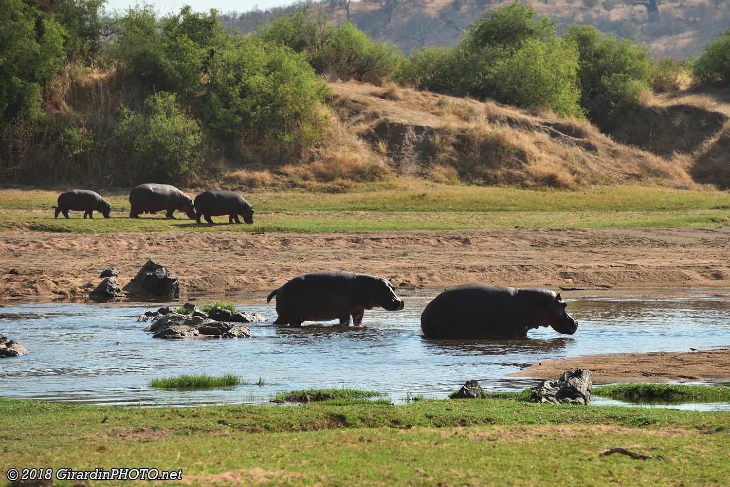 Hippopotames au campsite Msembe 2
