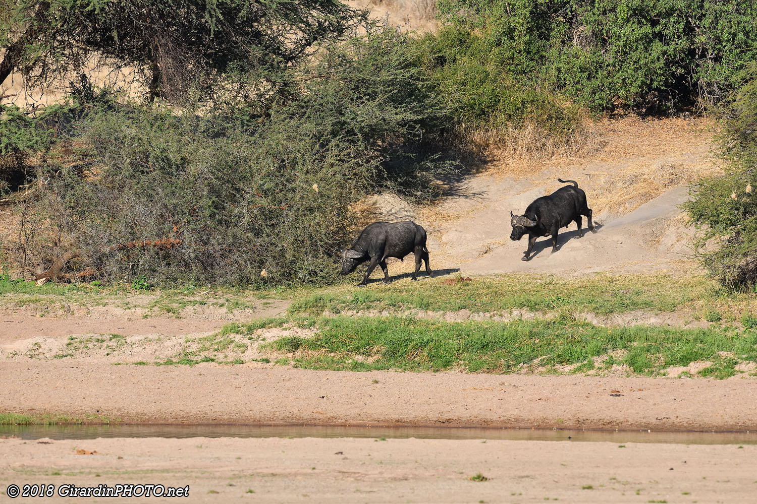 Buffles descendant à la Ruaha River
