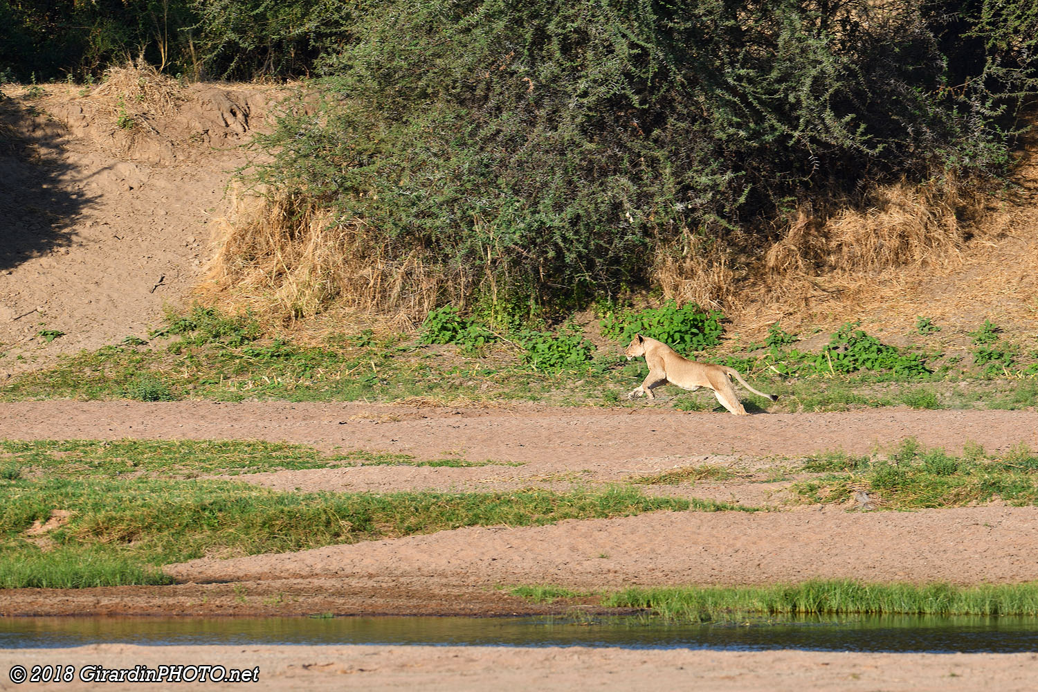 Une lionne lance l'assaut