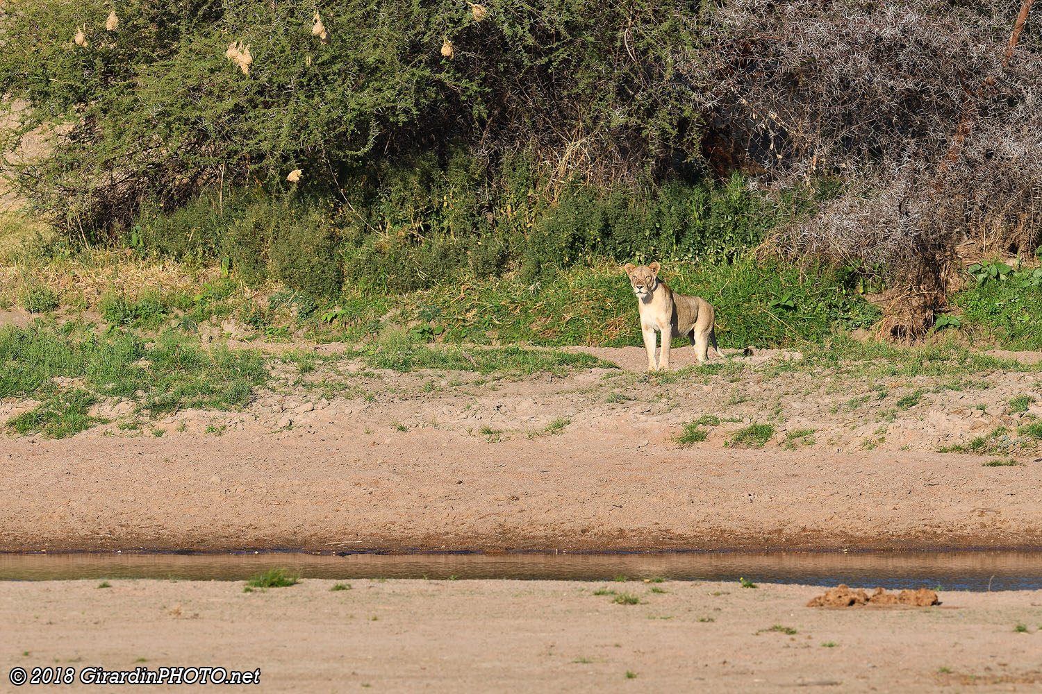 La lionne réapparaît après l'assaut manqué