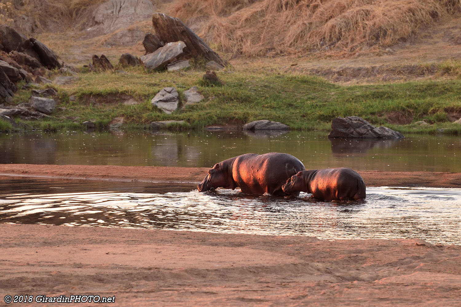 Hippopotames retournant à la rivière ...