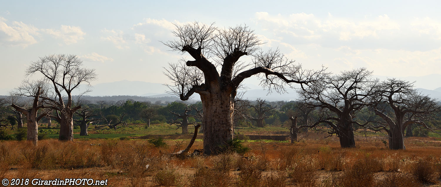Baobabs le long du trajet