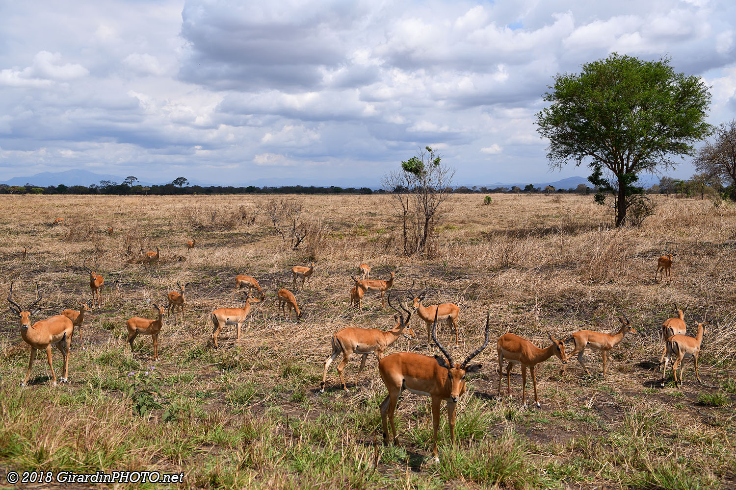 Impalas au bord de la A7