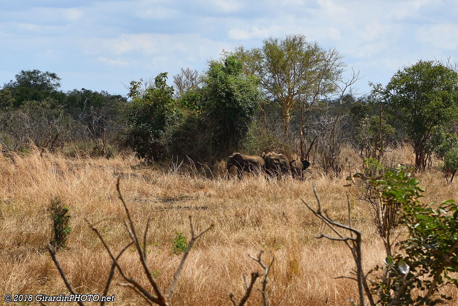 Éléphants au bord de la A7