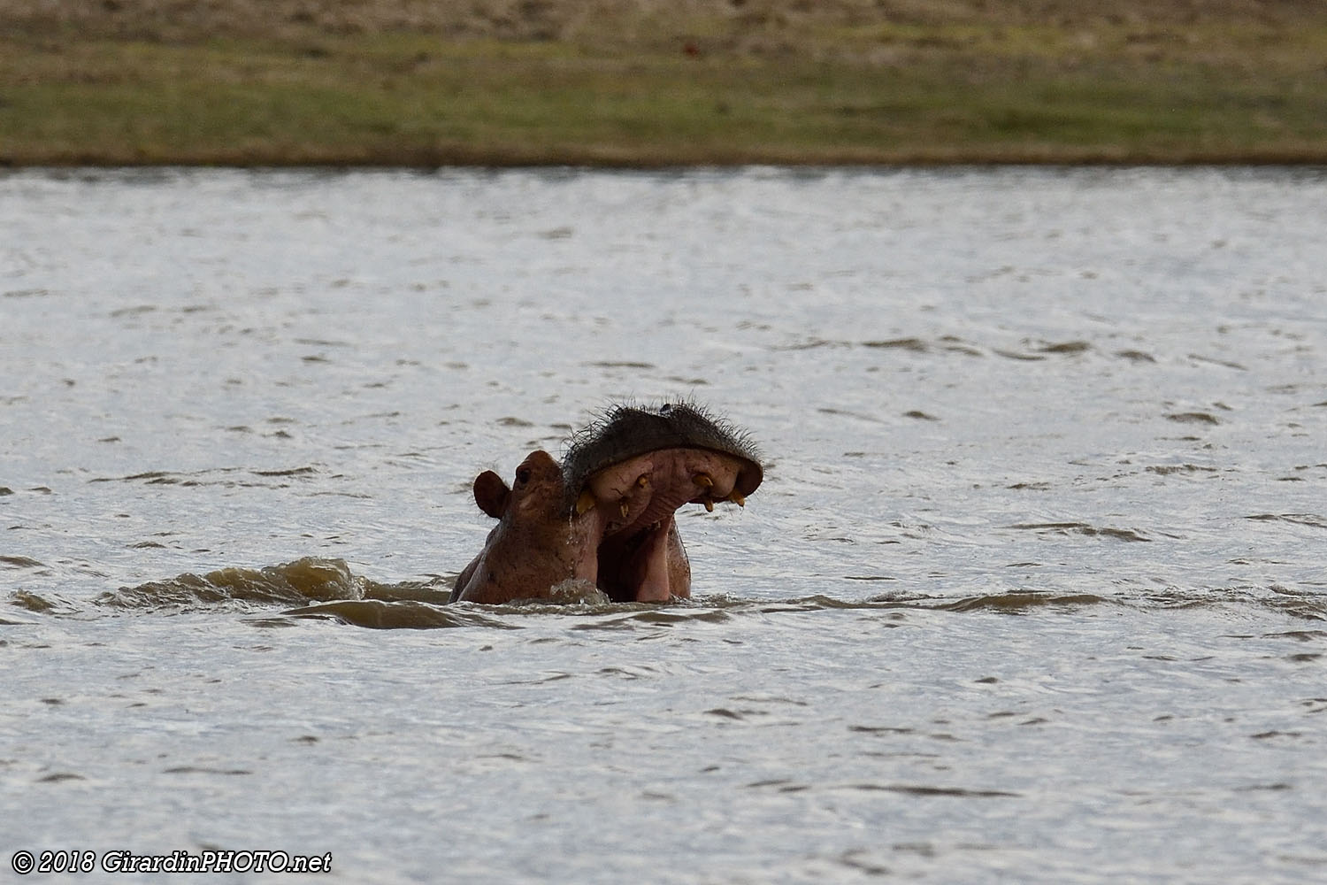 Scène de vie au bord des hippopotames