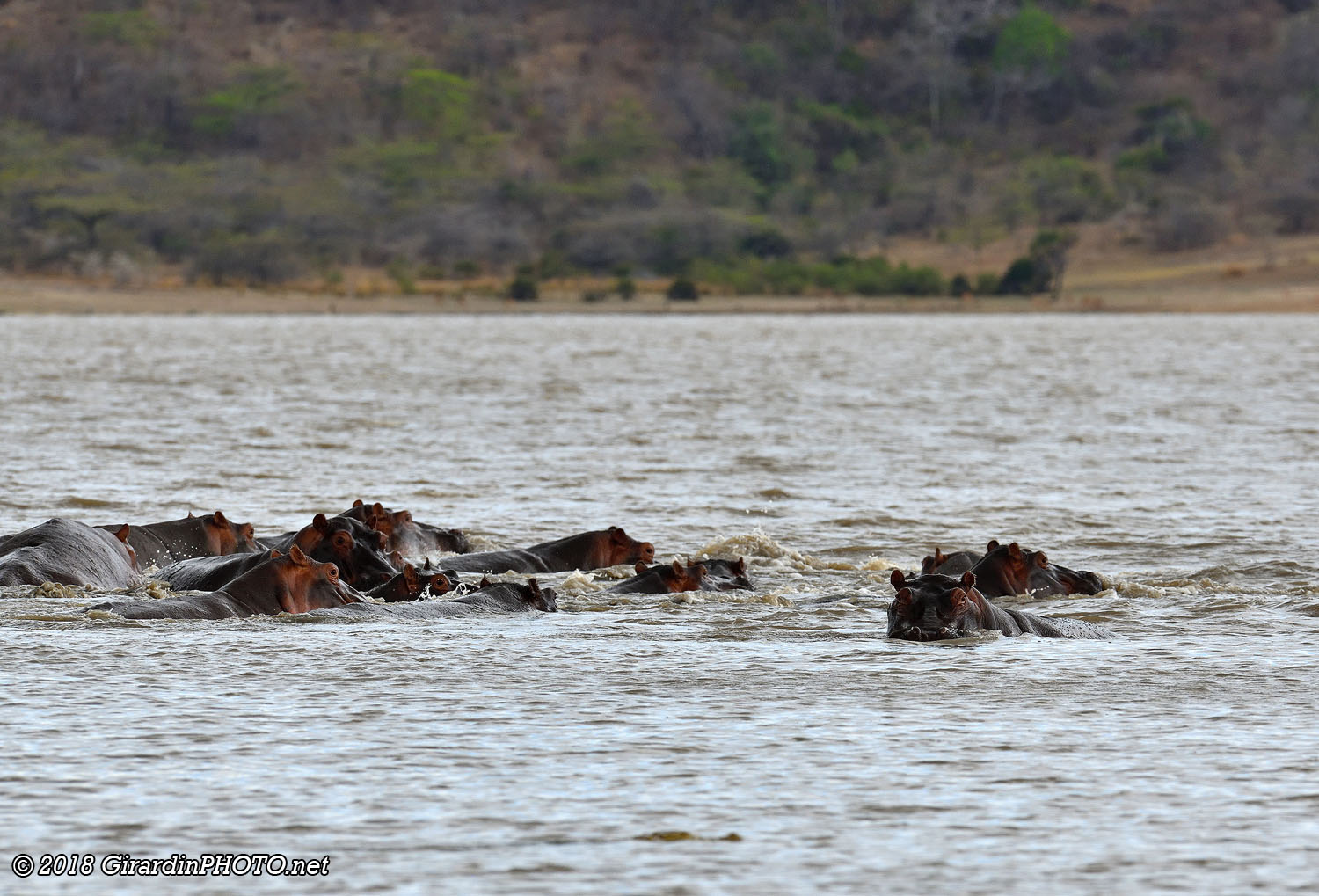 Scène de vie au bord des hippopotames