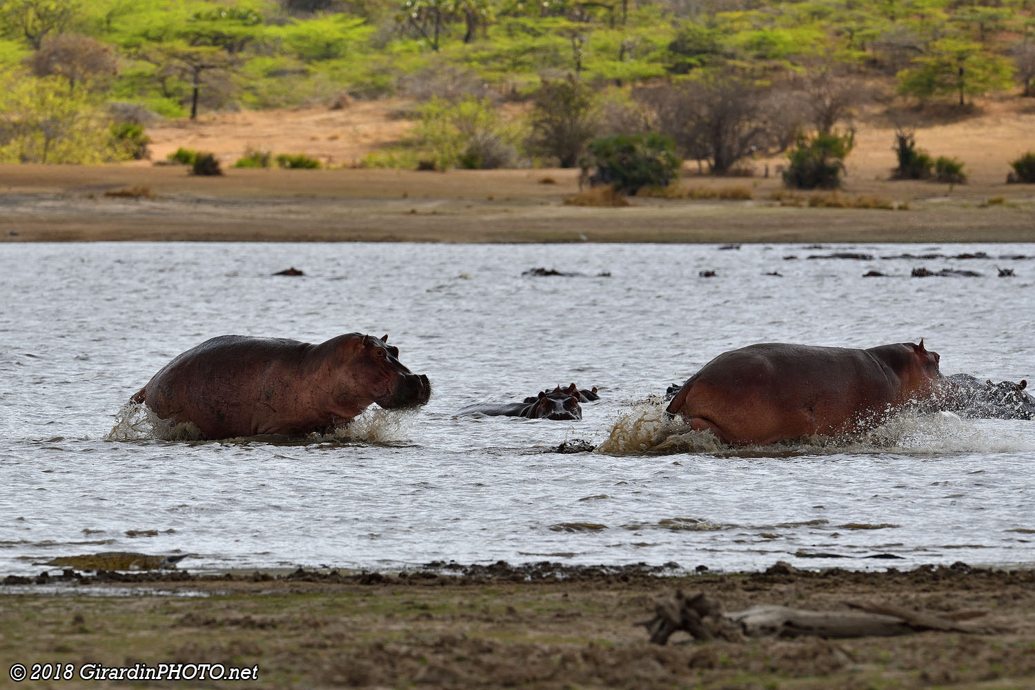 Hippopotames en action