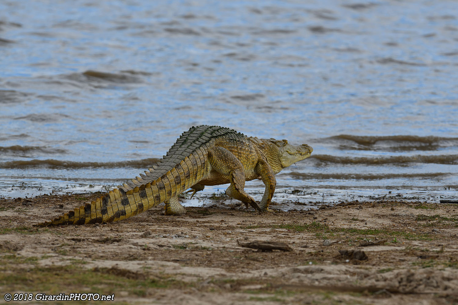 Crocodile du Nil en marche