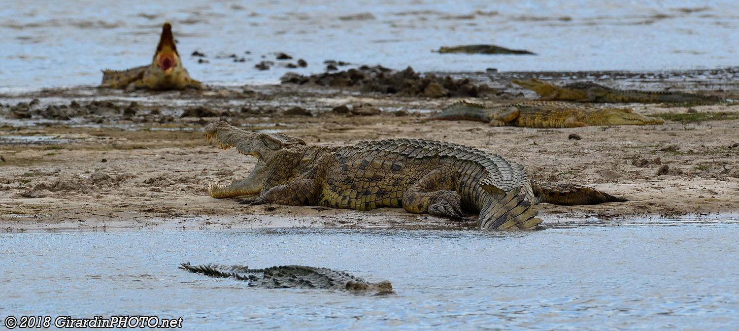 Six crocodiles