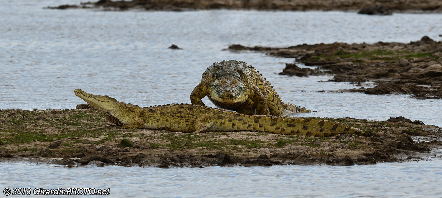 Crocodiles du Nil