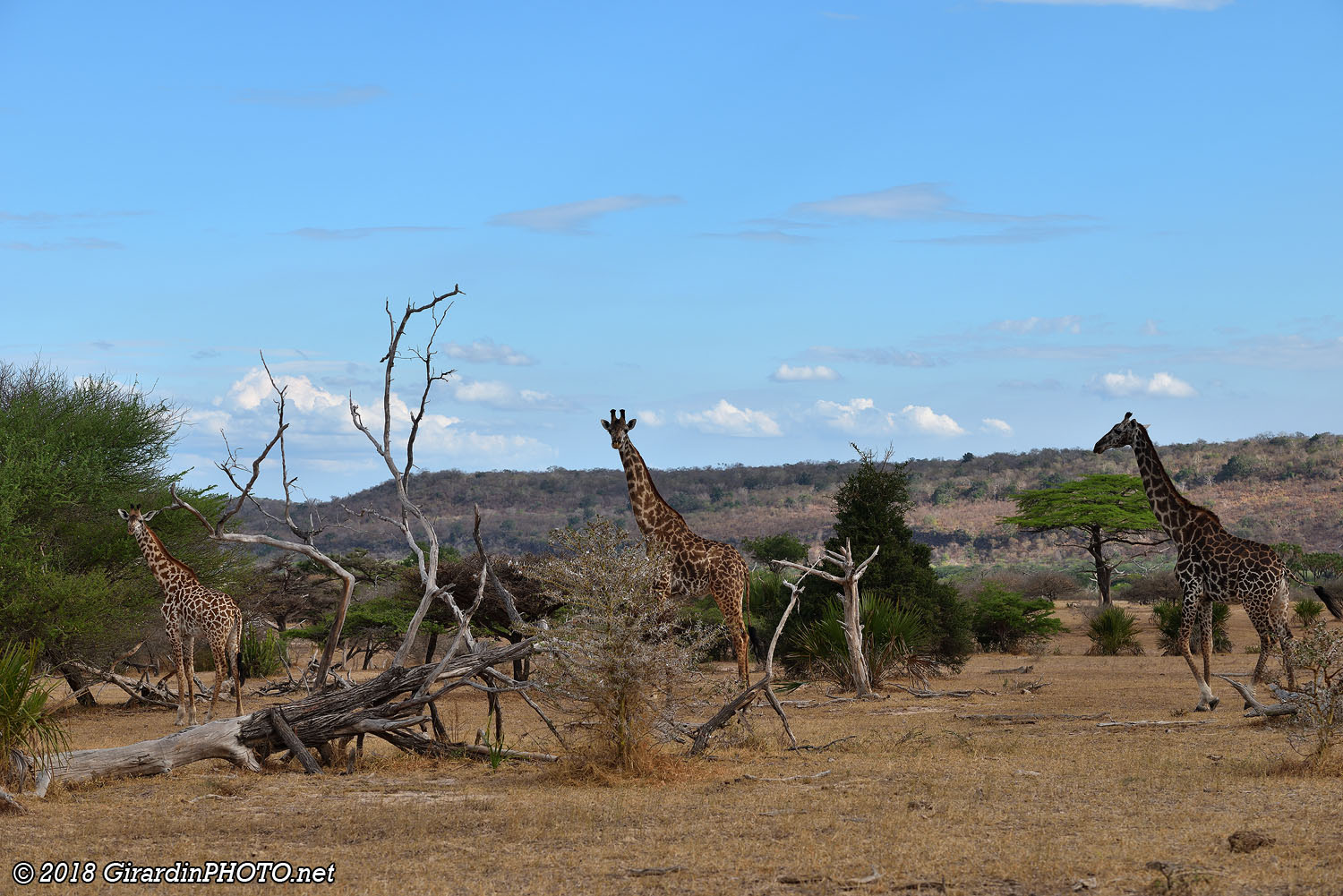 Girafes