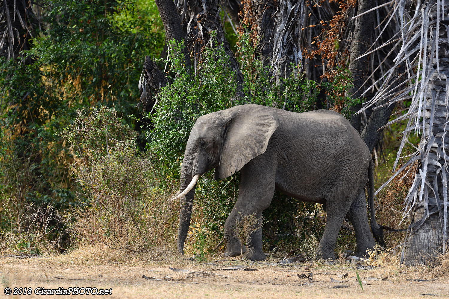 Éléphant