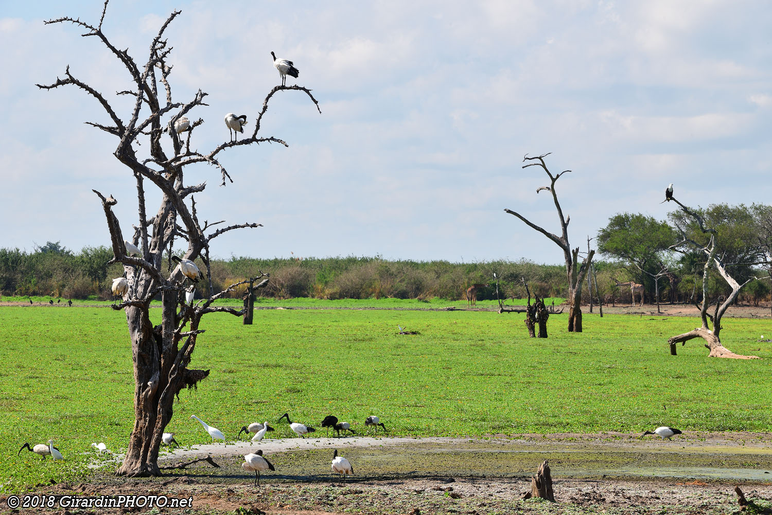 Farandole d'ibis sacré