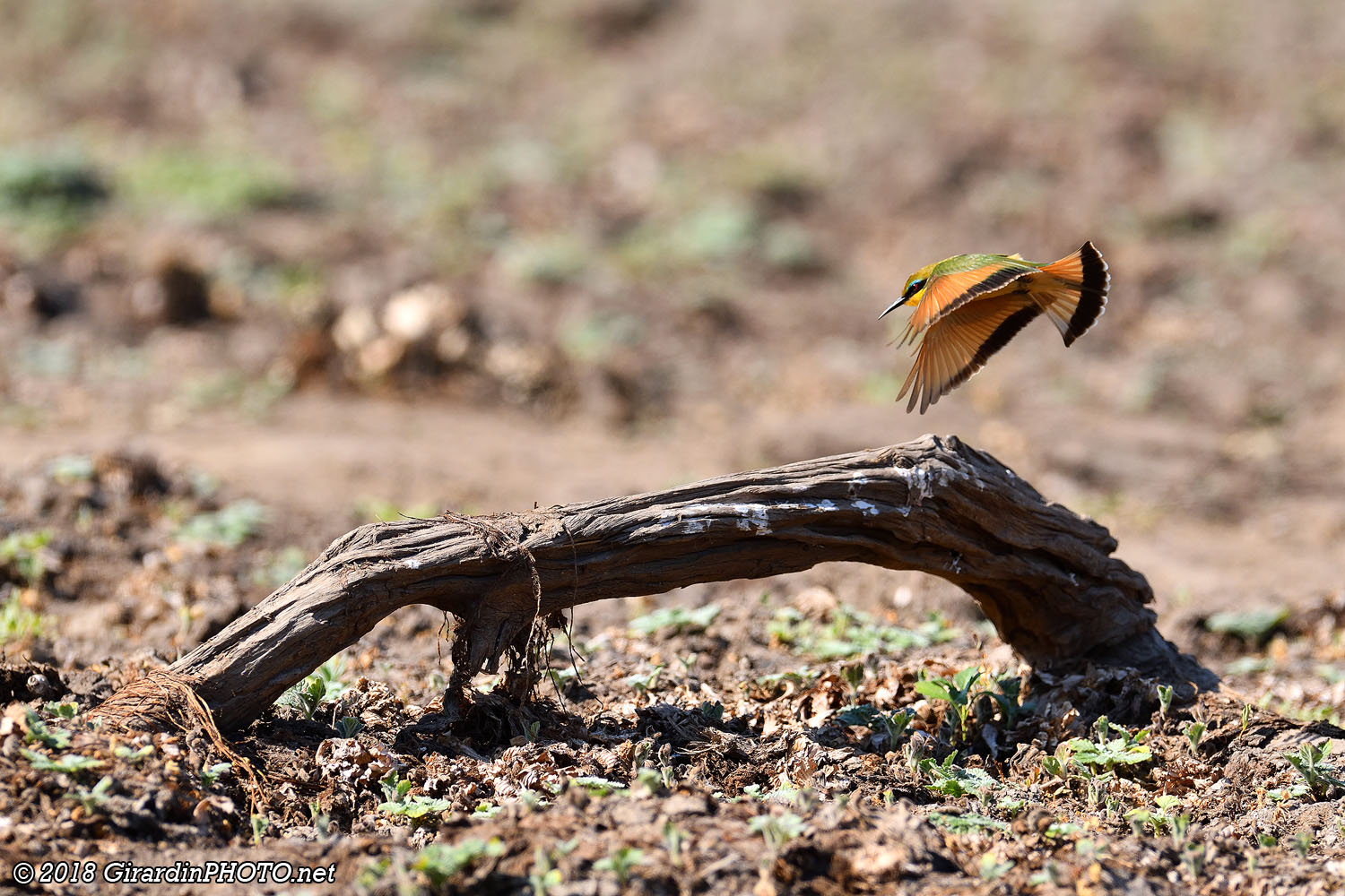 Guêpier nain