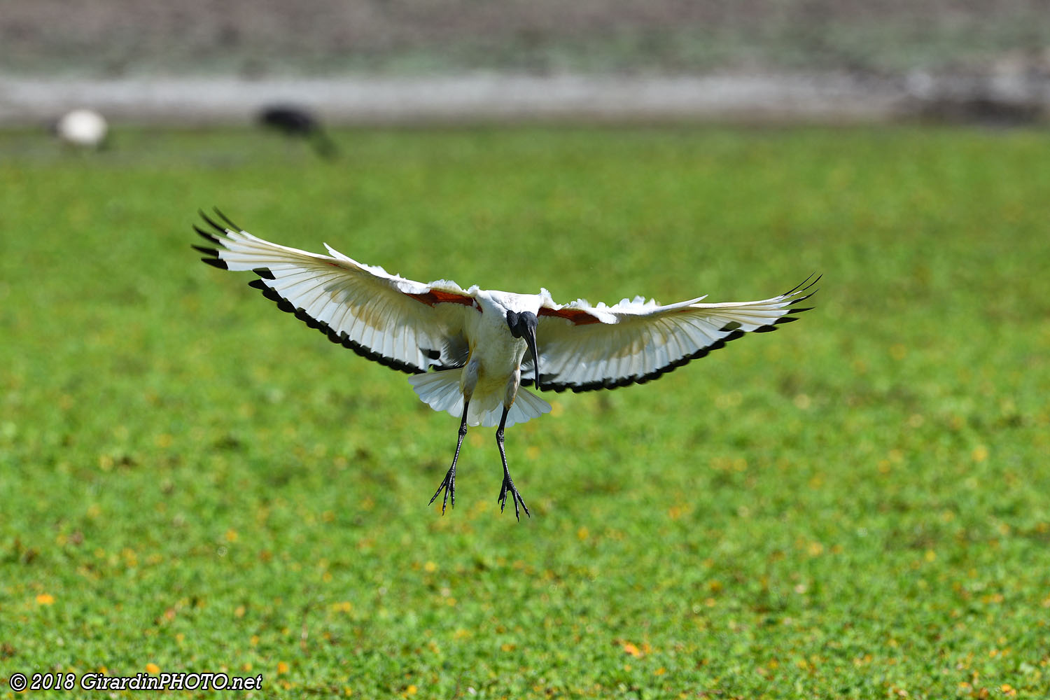 Ibis sacré en vol