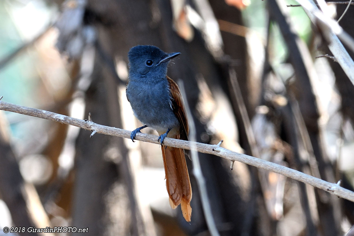 Gobe-mouche de paradis d'afrique
