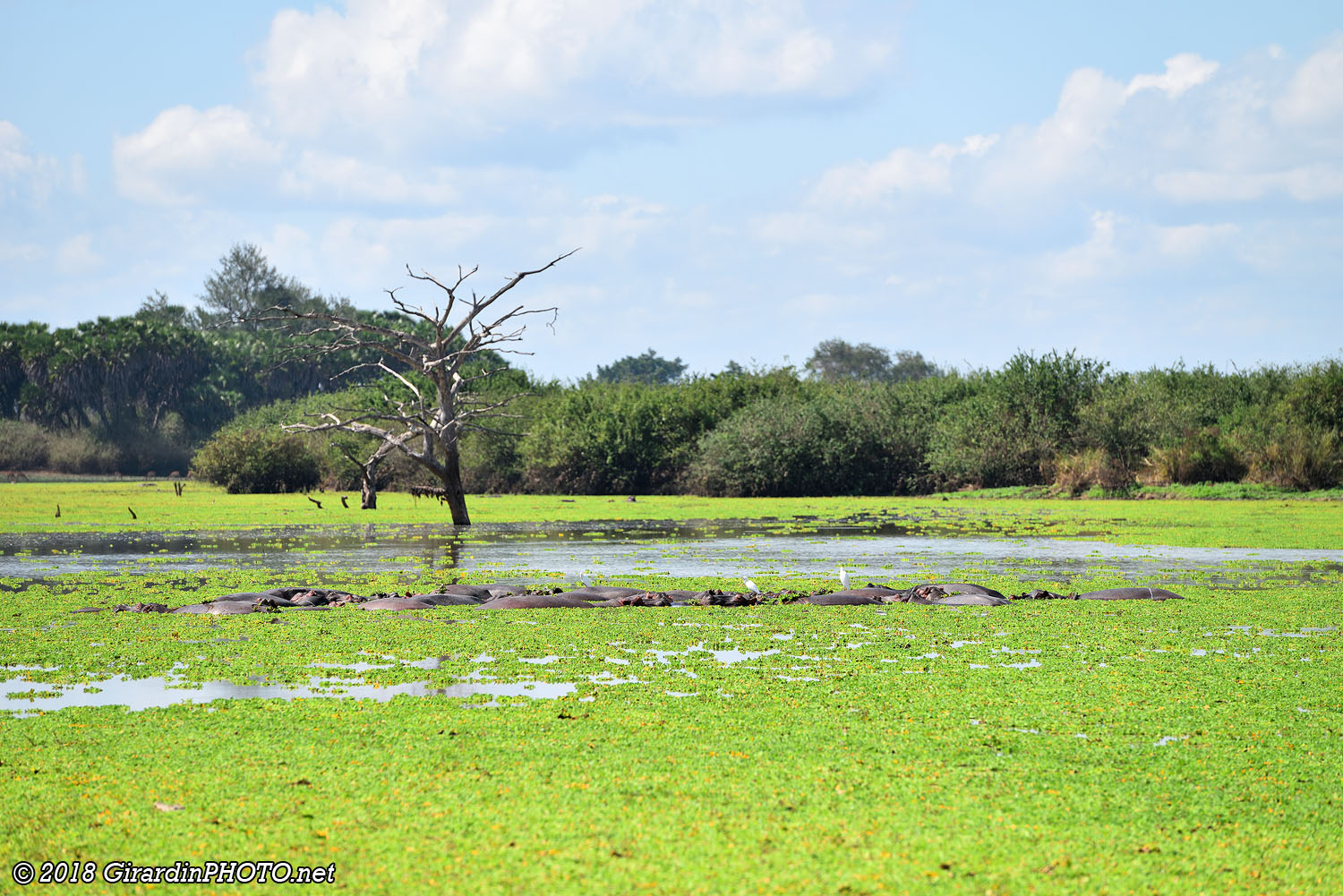 Île d’hippopotames