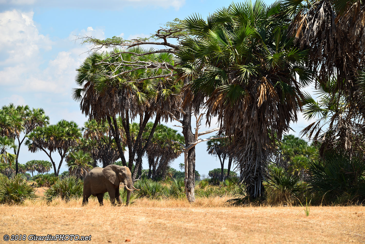 Paysage du Selous