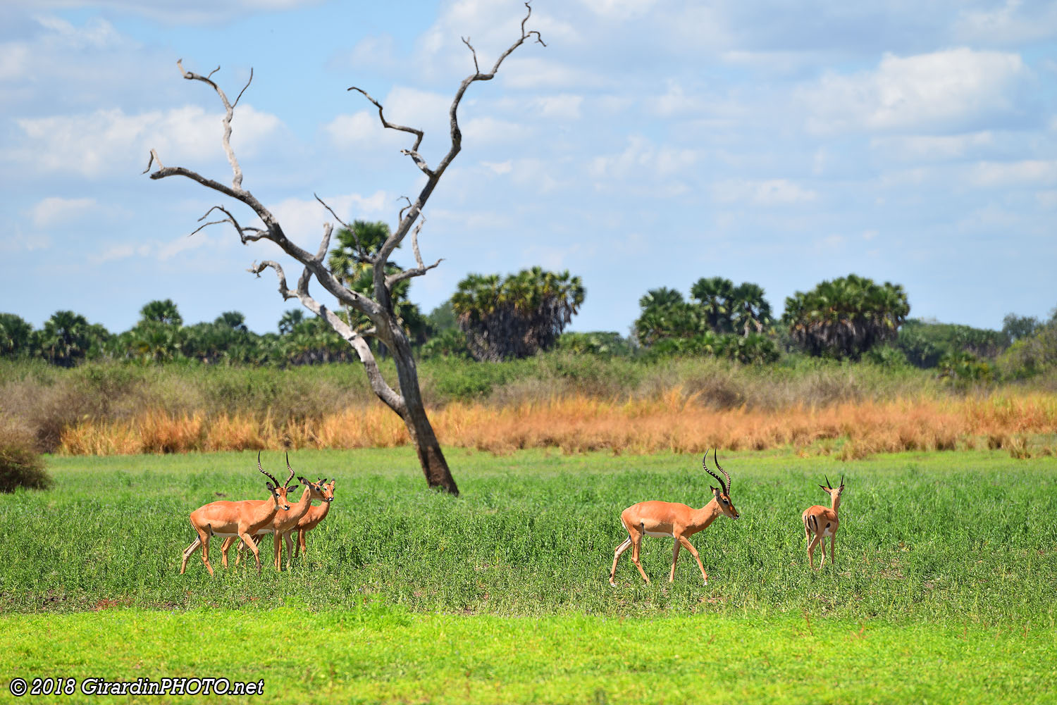 Impalas