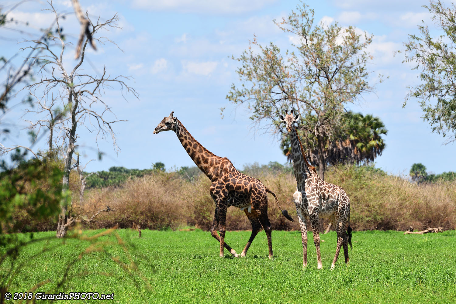 Girafes