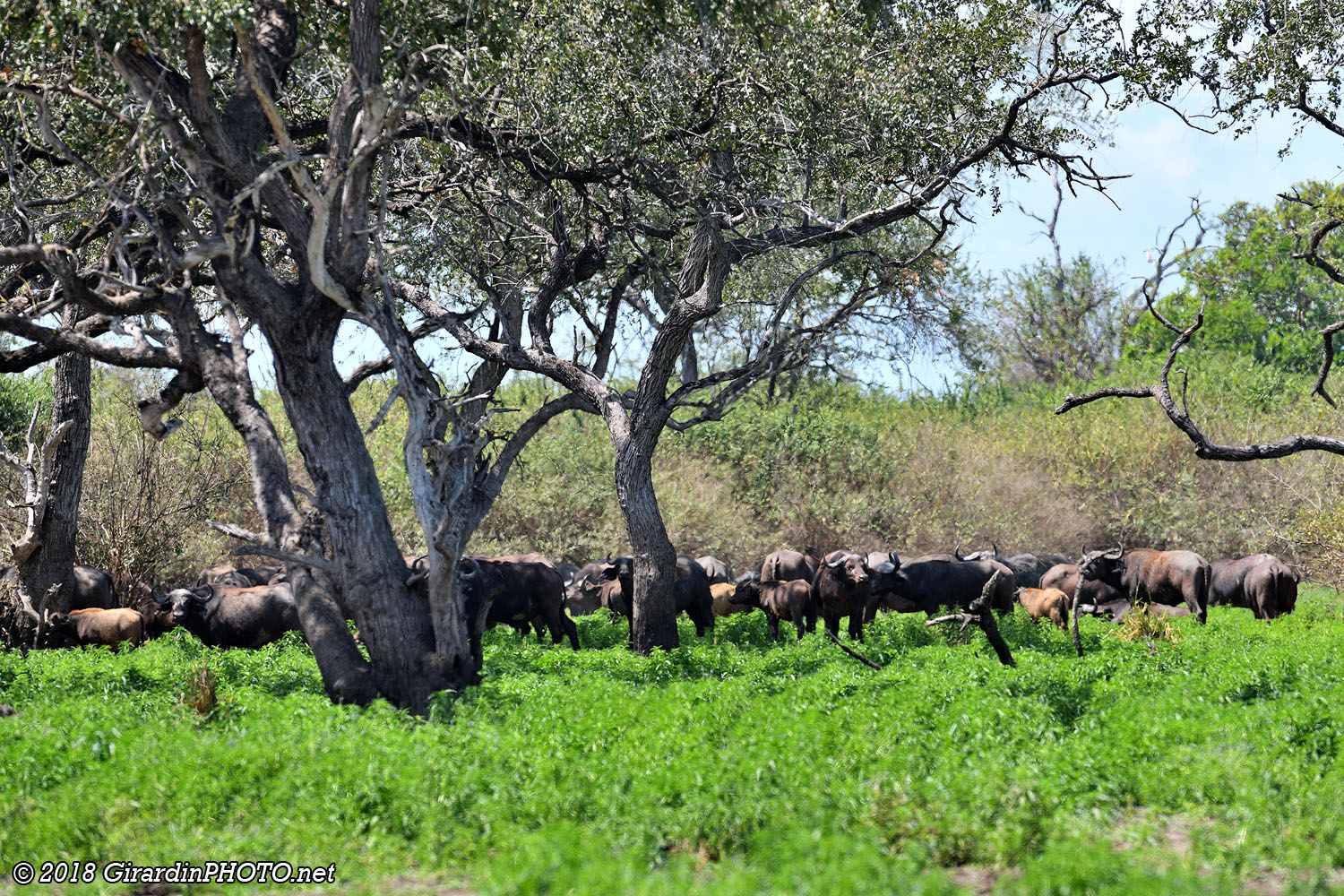 Buffles à l'ombre des arbres