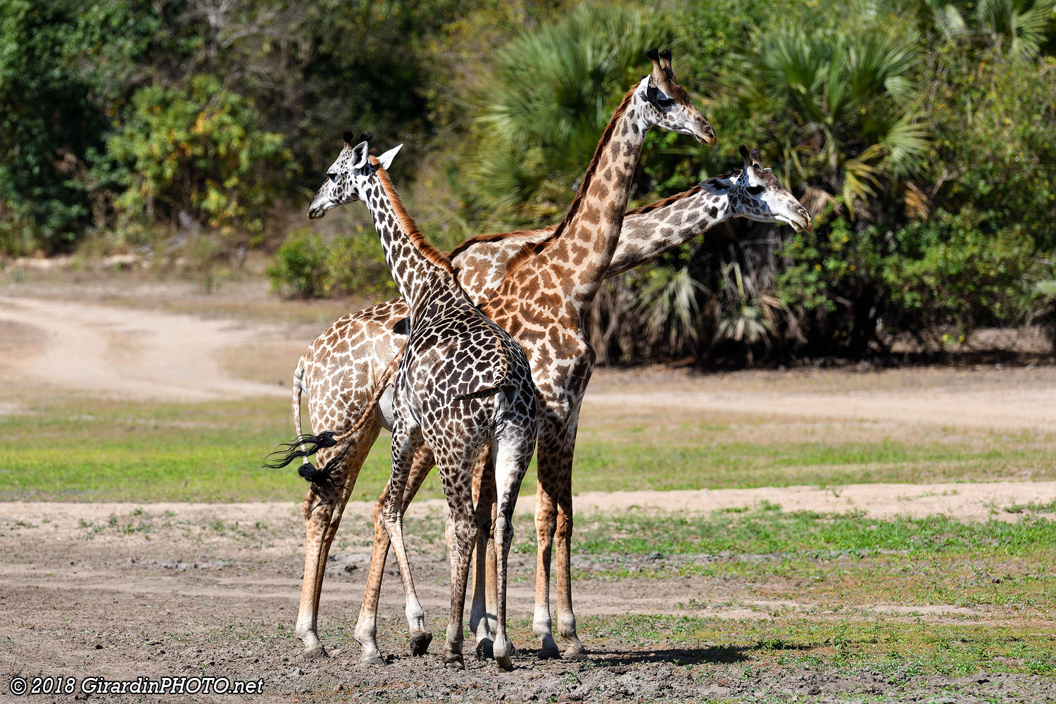 Girafes