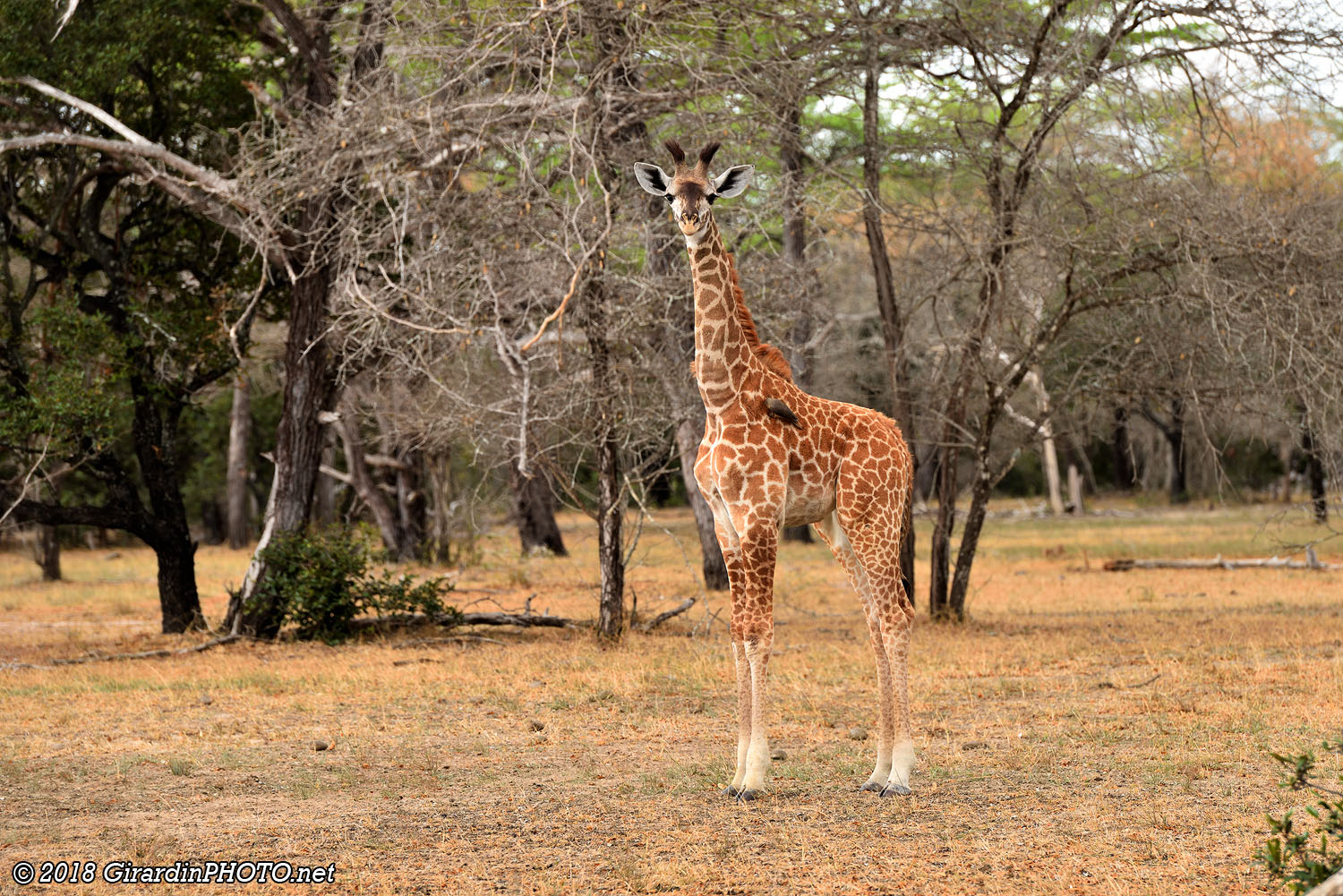 Girafon