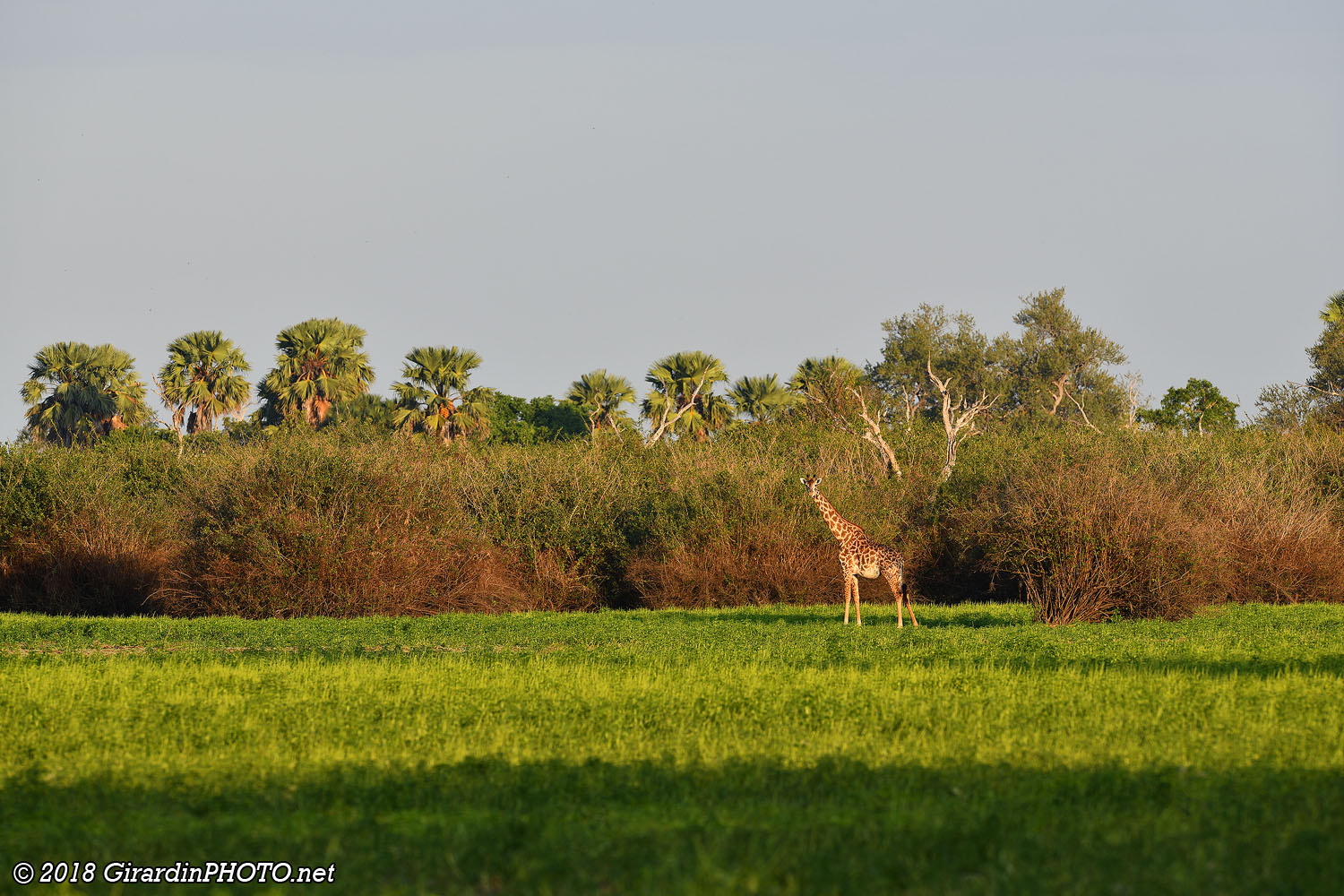 Girafe au coucher du soleil