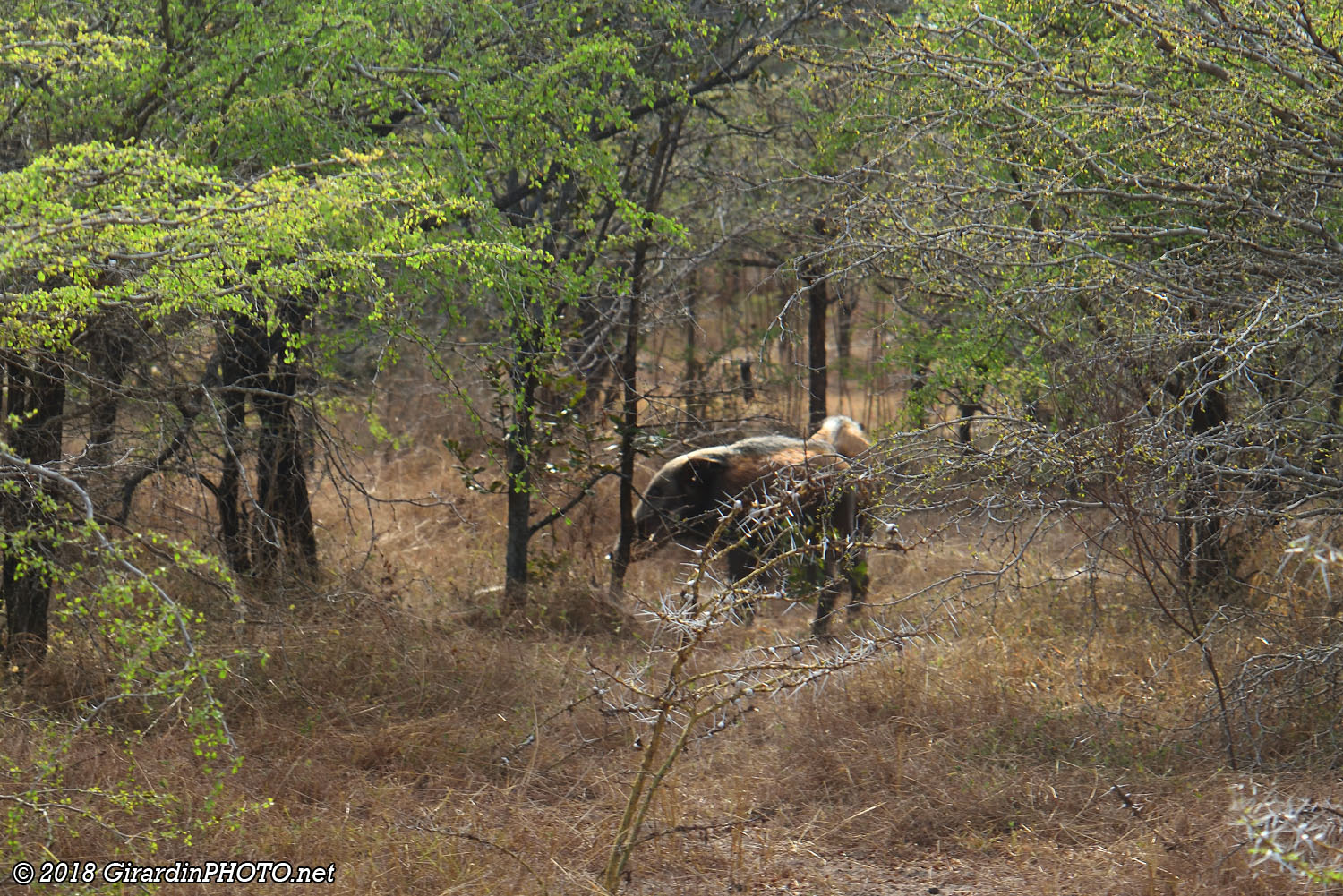 Potamochères (bush pig)